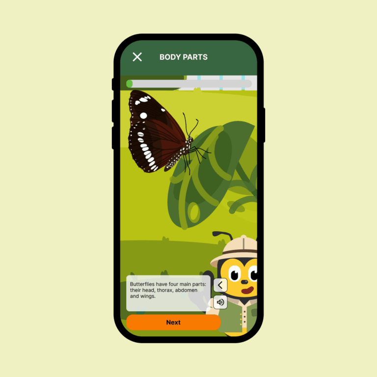 Learning Content for the Common Crow Butterfly, discussing the bugs' body parts.