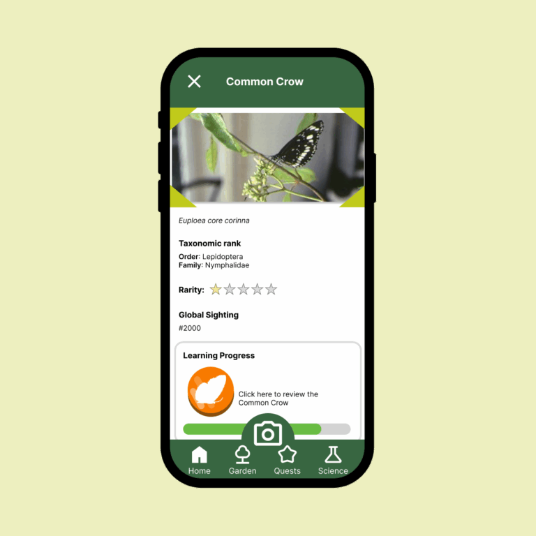 The Common Crow butterfly.