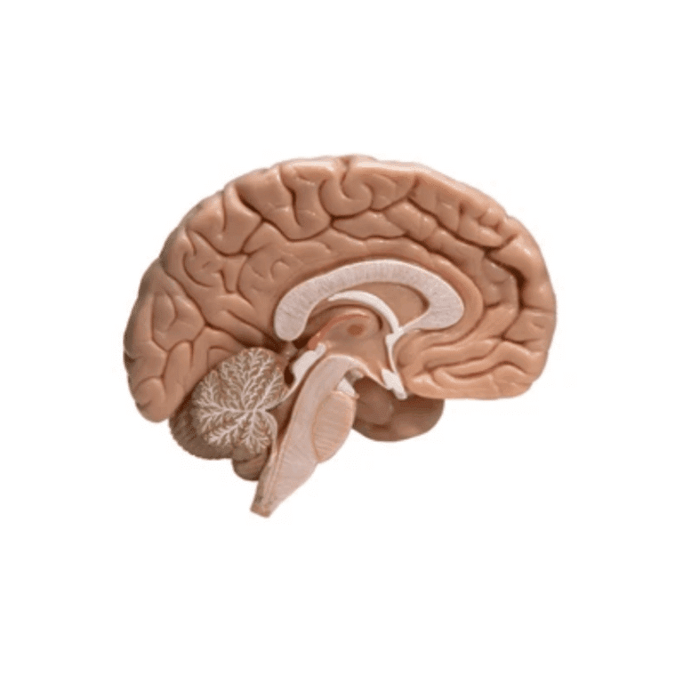 Cross section of a brain
