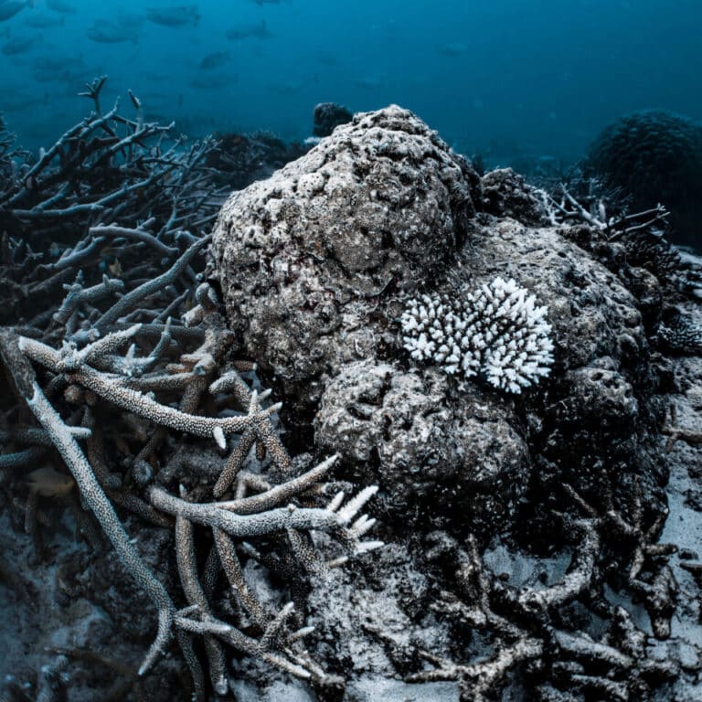 Bleached and broken corals resting on the seabed